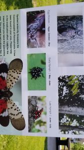 Beautiful but deadly, the spotted lanternfly