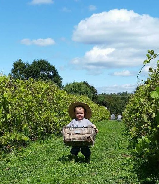 our Grandson Westin is helping pick grapes.jpg2